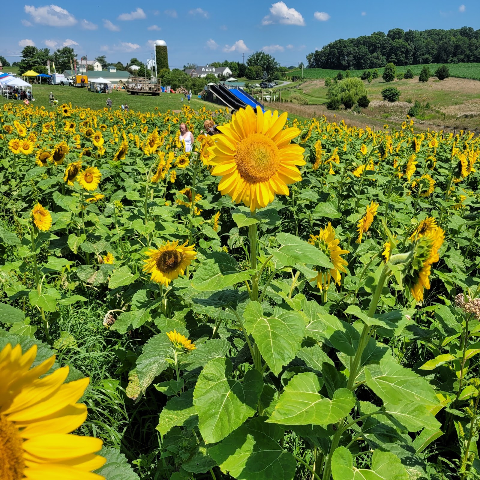 Sinkland Farms location